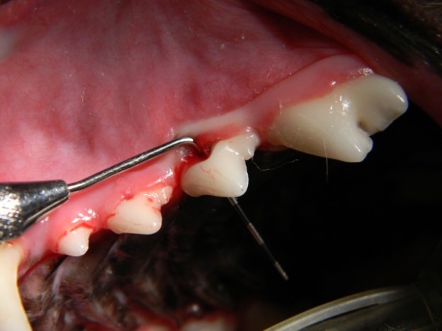 Risk of Anesthesia Free Dental in Dog