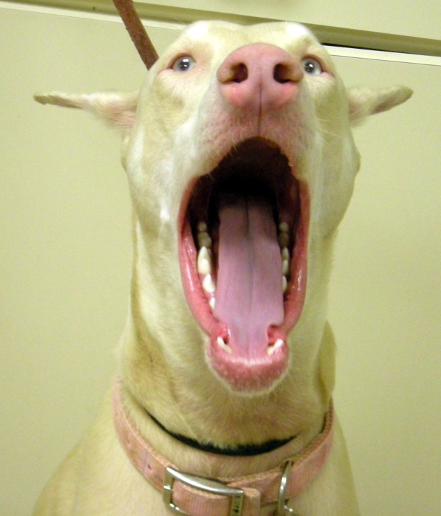 Dog showing clean mouth