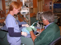 Veterinary Dental Cleaning