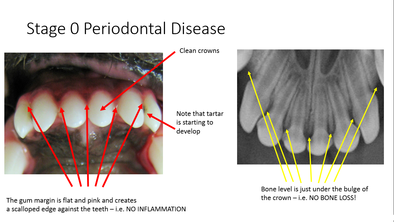 Pet with no Periodontal Disease