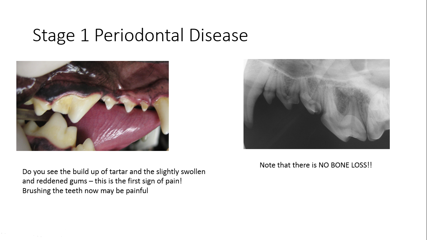 Stage 1 Pet Periodontal Disease