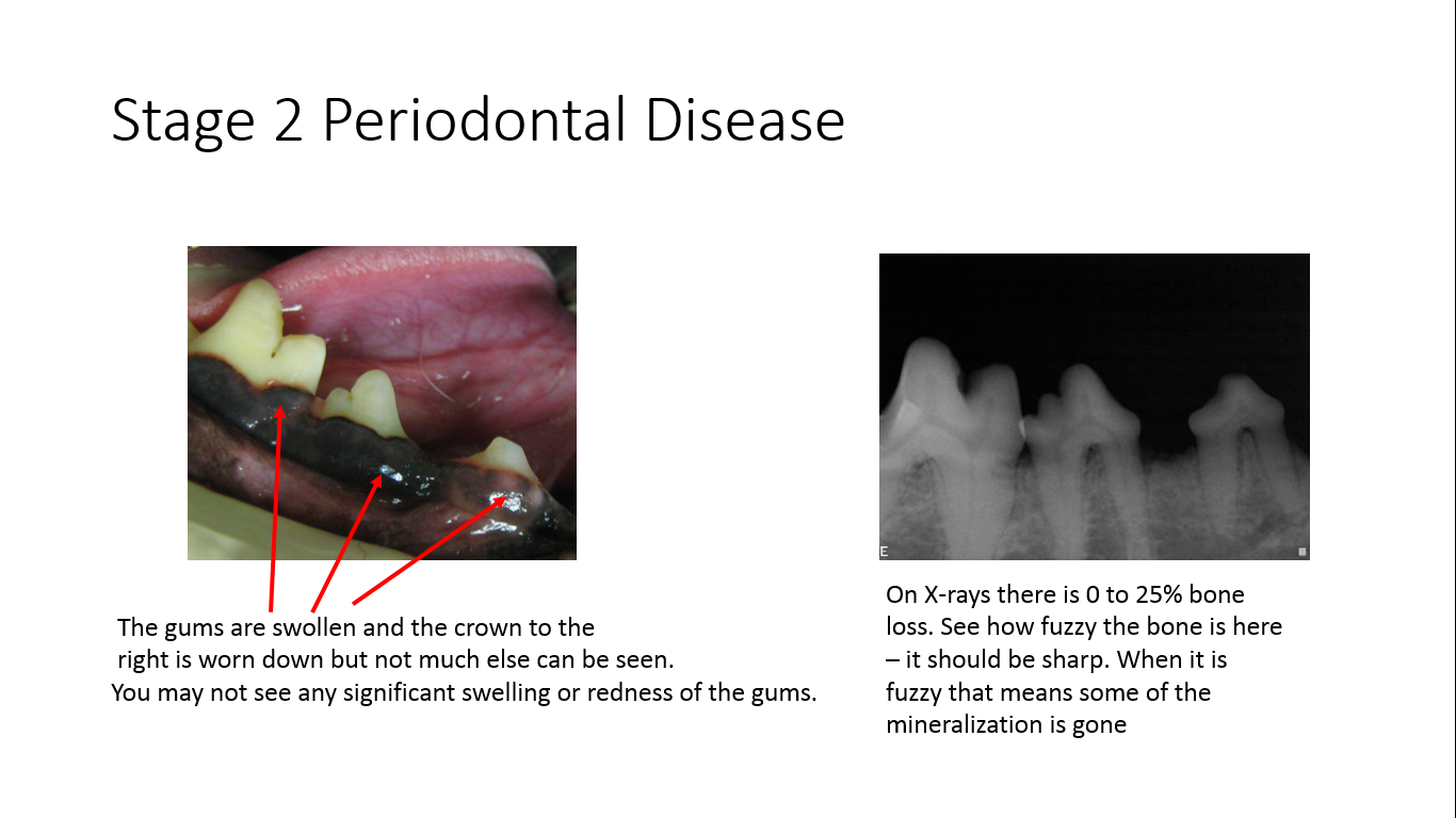 Stage 2 Pet Periodontal Disease